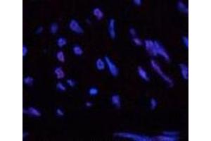 Immunofluorescence analysis of Human uterus tissue using CBX5 Monoclonal Antibody at dilution of 1:200.