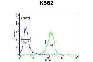 C21orf29 Antibody (Center) flow cytometric analysis of K562 cells (right histogram) compared to a negative control cell (left histogram). (TSPEAR anticorps  (Middle Region))