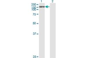 Western Blot analysis of TRIM24 expression in transfected 293T cell line by TRIM24 monoclonal antibody (M01), clone 2F2. (TRIM24 anticorps  (AA 432-569))