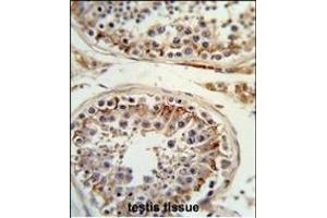 Formalin-fixed and paraffin-embedded human testis tissue reacted with ITGB3 Antibody (C-term), which was peroxidase-conjugated to the secondary antibody, followed by DAB staining.