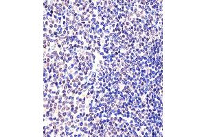 (ABIN6242307 and ABIN6577974) staining (Mouse) Eed in Mouse spleen tissue sections by Immunohistochemistry (IHC-P - paraformaldehyde-fixed, paraffin-embedded sections).