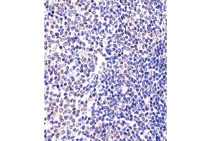 (ABIN6242307 and ABIN6577974) staining (Mouse) Eed in Mouse spleen tissue sections by Immunohistochemistry (IHC-P - paraformaldehyde-fixed, paraffin-embedded sections). (EED anticorps  (AA 269-303))