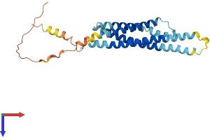 AlphaFold protein structure predicition of Human Recombinant MS4A7 Protein, UniprotID Q9GZW8