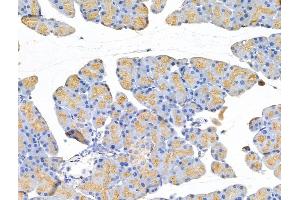 ABIN7094758 and ABIN7098809 at 1/100 staining Rat pancreatic tissue by IHC-P.