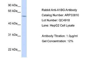 WB Suggested Anti-A1BG AntibodyTitration: 1.