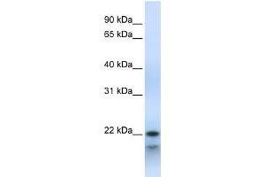 WB Suggested Anti-POLR3H Antibody Titration:  0.