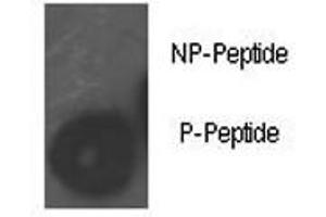 Dot blot analysis of phospho-Rb antibody. (Retinoblastoma Protein (Rb) anticorps  (pSer780))