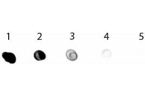 Dot Blot of Mouse anti-Rabbit IgG Antibody Alkaline Phosphatase Conjugated Pre-Absorbed.