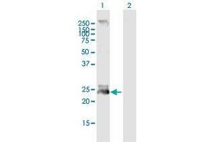 Western Blot analysis of FGF19 expression in transfected 293T cell line by FGF19 MaxPab polyclonal antibody. (FGF19 anticorps  (AA 1-216))