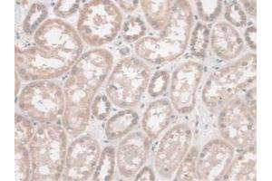 IHC-P analysis of Human Kidney Tissue, with DAB staining. (SYNE2 anticorps  (AA 6-296))
