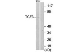 Western blot analysis of extracts from 293 cells, using TCF3 Antibody.