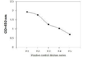 A431 cells were treated with recombinant human EGF at 37°C for 20 min.