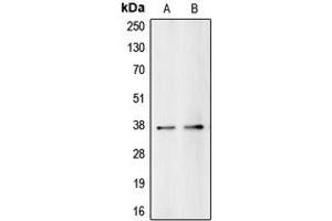 Western blot analysis of BUB3 expression in HeLa (A), HEK293T (B) whole cell lysates. (BUB3 anticorps  (C-Term))