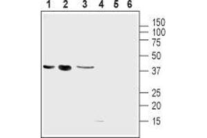 Western blot analysis of mouse muscle myoblast (C2C12), human brain glioblastoma (U-87 MG), human colorectal adenocarcinoma (HT-29) cell lines: - 1-3.