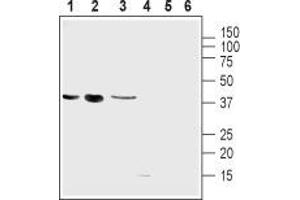 Western blot analysis of mouse muscle myoblast (C2C12), human brain glioblastoma (U-87 MG), human colorectal adenocarcinoma (HT-29) cell lines: - 1-3. (UCP2 anticorps  (Intracellular))