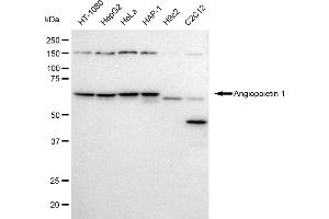 Western blotting analysis using Angiopoietin 1 antibody (ABIN7797602).