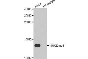 Western Blotting (WB) image for anti-Histone H4 (3meLys20) antibody (ABIN6219533) (Histone H4 anticorps  (3meLys20))