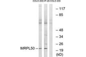 Western Blotting (WB) image for anti-Mitochondrial Ribosomal Protein L50 (MRPL50) (AA 109-158) antibody (ABIN2890418)