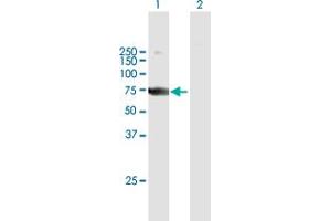Western Blot analysis of SAMHD1 expression in transfected 293T cell line by SAMHD1 MaxPab polyclonal antibody. (SAMHD1 anticorps  (AA 1-626))