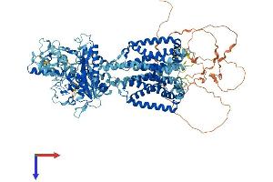 AlphaFold protein structure predicition of Mouse Recombinant Ptch2 Protein, UniprotID O35595