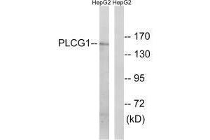 Western blot analysis of extracts from COS7 cells treated with EGF (200 ng/mL, 30 min), using PLCG1 (Ab-771) antibody.