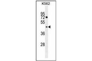 Western blot analysis of PM20D2 Antibody (C-term) in K562 cell line lysates (35ug/lane).