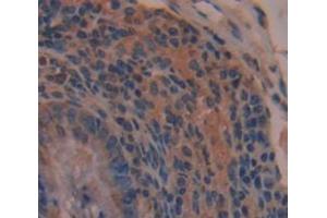 IHC-P analysis of Mouse Tissue, with DAB staining. (TFF3 anticorps  (AA 23-81))