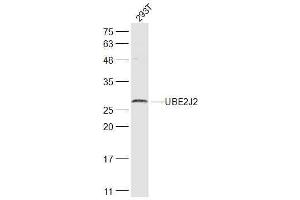 293T lysates probed with UBE2J2 Polyclonal Antibody, Unconjugated  at 1:300 dilution and 4˚C overnight incubation. (UBE2J2 anticorps  (AA 1-100))