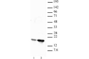 Histone H2B acetyl Lys12 pAb tested by Western blot. (Histone H2B anticorps  (acLys12))