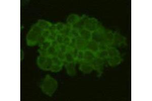 Immunocytochemistry (ICC) image for anti-RAS (RAD and GEM)-Like GTP Binding 2 (REM2) antibody (ABIN1112927)