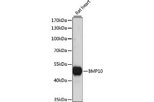 Western blot analysis of extracts of rat heart, using BMP10 antibody (ABIN7265895) at 1:1000 dilution. (BMP10 anticorps  (AA 22-316))