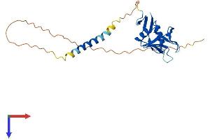 AlphaFold protein structure predicition of Human Recombinant KLRC2 Protein, UniprotID P26717