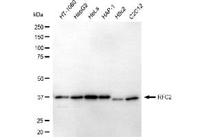 Western blotting analysis using RFC2 antibody (ABIN7800170).