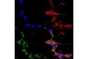 Immunocytochemistry/Immunofluorescence analysis using Mouse Anti-FGFA/FHFA (pan) Monoclonal Antibody, Clone S235-22 (ABIN1741073).