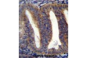 Immunohistochemistry (IHC) image for anti-RNA Binding Protein with Multiple Splicing 2 (RBPMS2) antibody (ABIN2996538) (RBPMS2 anticorps)