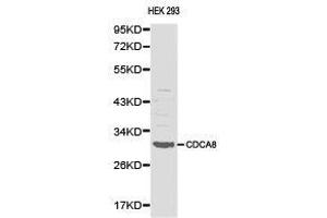 Western Blotting (WB) image for anti-Cell Division Cycle Associated 8 (CDCA8) antibody (ABIN1871692) (CDCA8 anticorps)