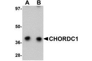 Western blot analysis of CHORDC1 in 293 cell lysate with AP30227PU-N CHORDC1 antibody at (A) 1 and (B) 2 μg/ml. (CHORDC1 anticorps  (N-Term))