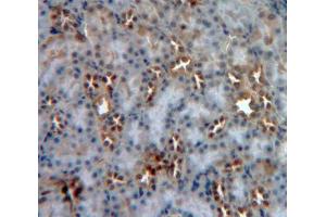 IHC-P analysis of Human Tissue, with DAB staining. (MGEA5 anticorps  (AA 319-450))