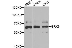 Western blot analysis of extracts of various cell lines, using GRK6 antibody. (GRK6 anticorps)