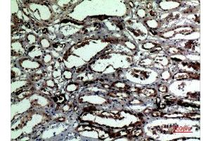 Immunohistochemistry (IHC) analysis of paraffin-embedded Human Kidney, antibody was diluted at 1:100.