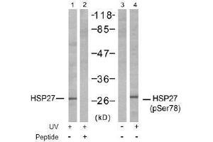 Image no. 1 for anti-Heat Shock 27kDa Protein 1 (HSPB1) (pSer78) antibody (ABIN197002) (HSP27 anticorps  (pSer78))