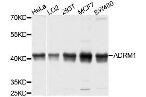 Western blot analysis of extracts of various cell lines, using ADRM1 antibody. (ADRM1 anticorps  (AA 108-407))