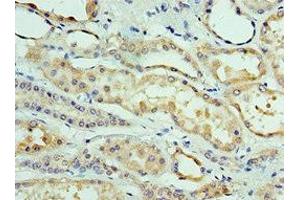 Immunohistochemistry of paraffin-embedded human kidney tissue using ABIN7147915 at dilution of 1:100