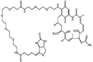 Geldanamycin Biotin. (Geldanamycin- Biotin)