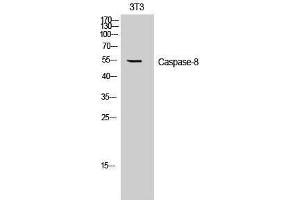 Western Blotting (WB) image for anti-Caspase 8 (CASP8) (Ser2) antibody (ABIN3183671) (Caspase 8 anticorps  (Ser2))