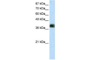 WB Suggested Anti-ZNF435 Antibody Titration:  2. (ZSCAN16 anticorps  (Middle Region))