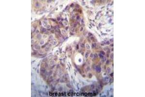 Immunohistochemistry (IHC) image for anti-Kallikrein 6 (KLK6) antibody (ABIN3002615) (Kallikrein 6 anticorps)