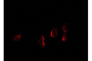 ABIN6267278 staining 293 by IF/ICC.