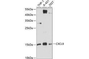 Western blot analysis of extracts of various cell lines, using CXCL9 antibody (ABIN6134302, ABIN6139277, ABIN6139278 and ABIN6218996) at 1:3000 dilution. (CXCL9 anticorps  (C-Term))
