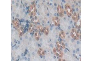 IHC-P analysis of Mouse Tissue, with DAB staining. (IDO anticorps  (AA 26-199))
